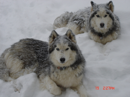 Snow doggies
