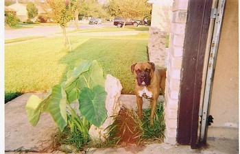 My Boxer Leno