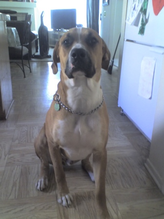 My 9 mo old Boxer / Mastiff(5-07), 127Lbs..."Diesel"