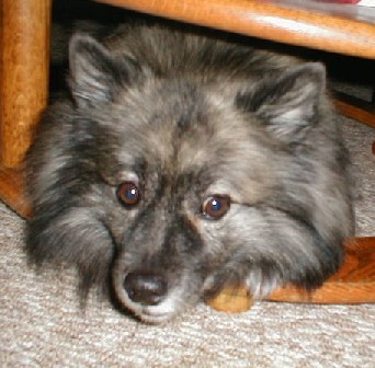 Rocky (Keeshond)