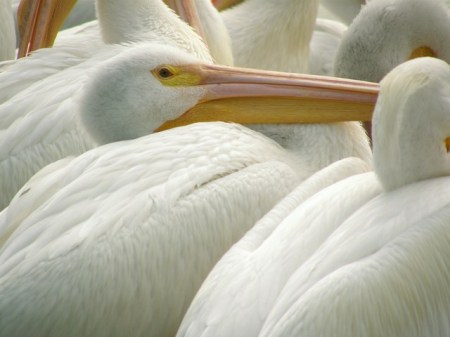 American White Pelican