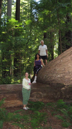 Humbolt Redwoods