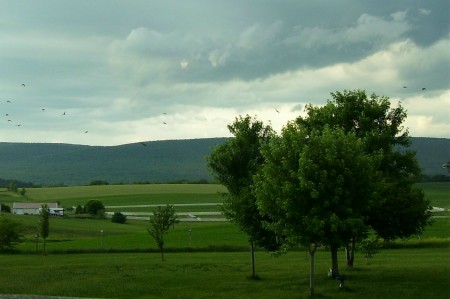 My Yard - Blue Mountains