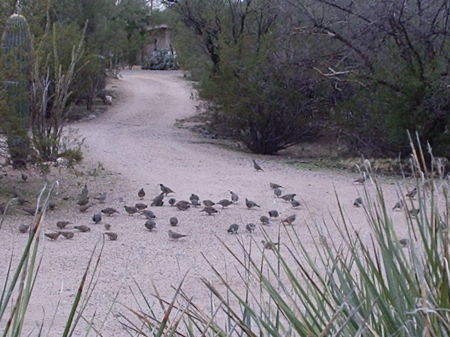 quail and dove feeding in north driveway