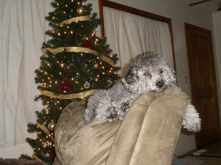 Sasha and Christmas tree