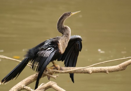 Snake Bird in Costa Rica 2008