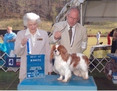 MY LITTLE CAVALIER AT THE SHOW, THAT IS NOT ME