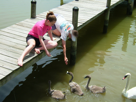Ashley feeding baby swans