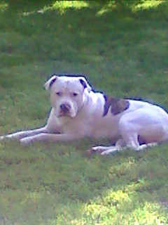 Sebastian  Our American Bulldog