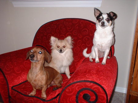 Some of our Pets - Skippy, Gigi and Dottie
