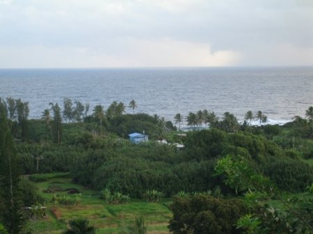 Beautiful Hana Taro Fields