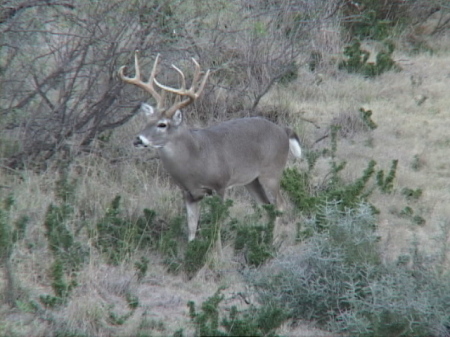 Hunting in South Texas