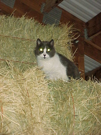 Lightnin' in the hay stack