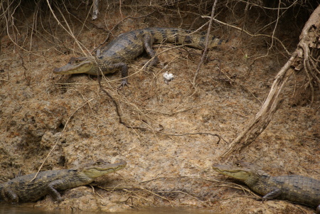 Camons in Costa Rica 2008