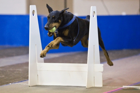 Chip the Flyball Dog