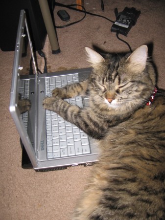 Internet Kitty