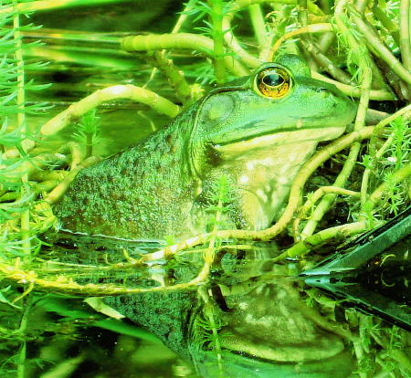 Frog in backyard pond