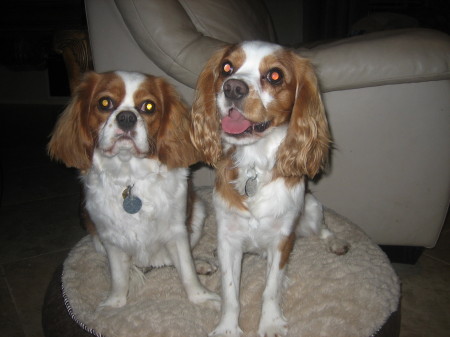 King Charles & Princess Sienna Grace Del Monico