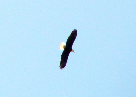 Bald Eagle