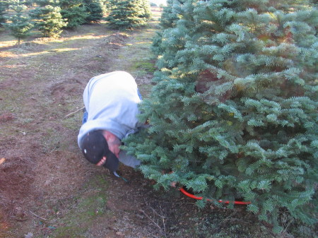 2008 Tree Cutting 3