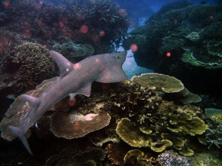 East Australian Shovelnose ray