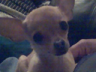 my dog lil'mama