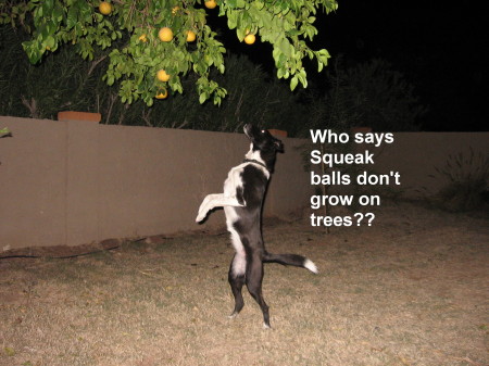 Who says squeak balls don't grow in trees??