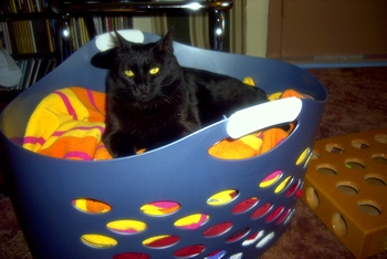 Luna in the Laundry Basket