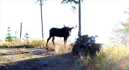 Moose on ATV