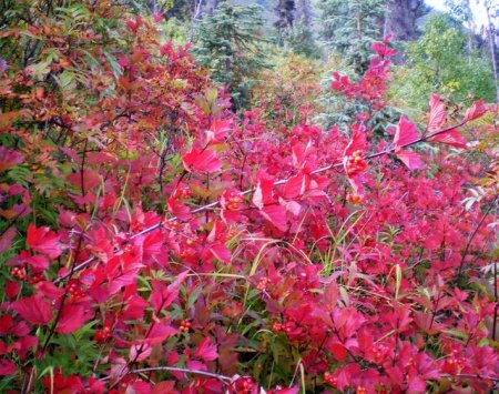 Summit Lake ~ Highbush Cranberries