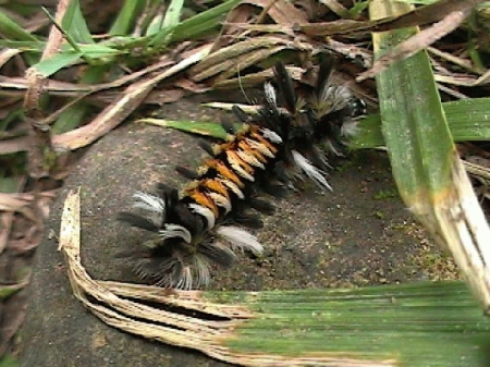 Calico Catepillar