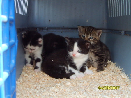 Some of my little kittens...