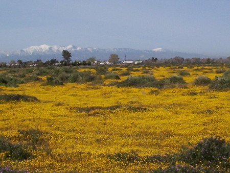 desert wildflowers