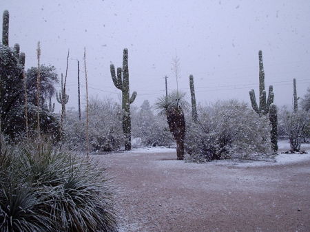 delightful snowstorm!