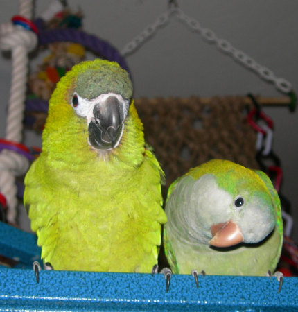 Josey and Mango our pet Parrots!