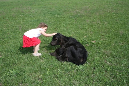 Abigail and her new bull calf