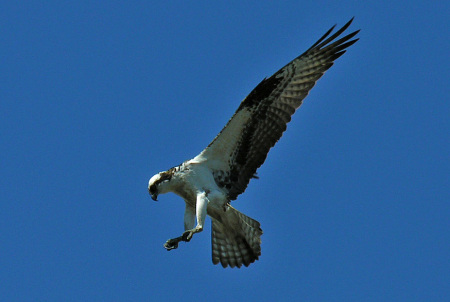 Osprey in mid-dive