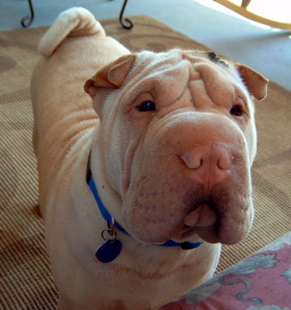 Our Shar Pei, Kimo