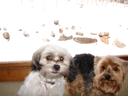 My yappy-girlie dogs