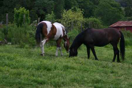 2 of our horses