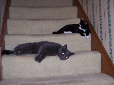 Our cats, Shadow (lower step) and Figaro