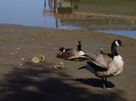 Goslings on the Creek
