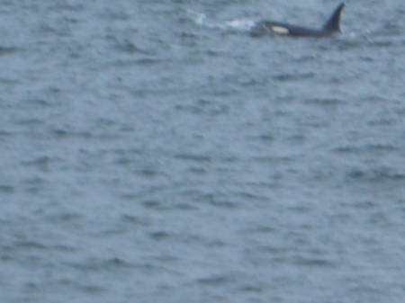 Whale watching san juan islands WA.