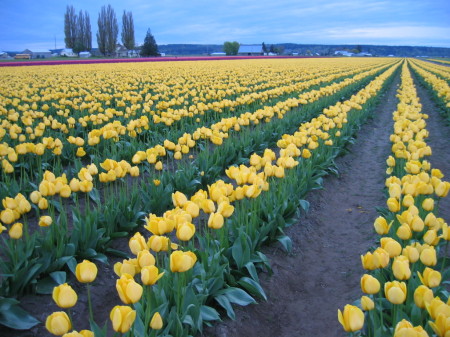 Tulips in Washinton state