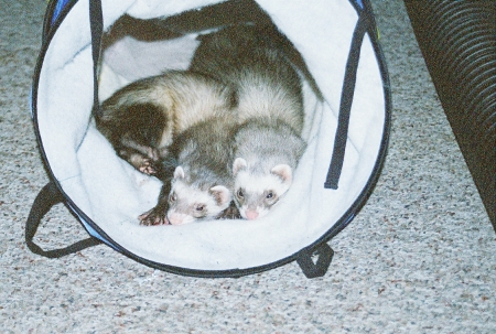 Two Of My Many Ferret Friends