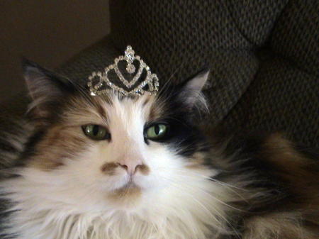 Princess kitty