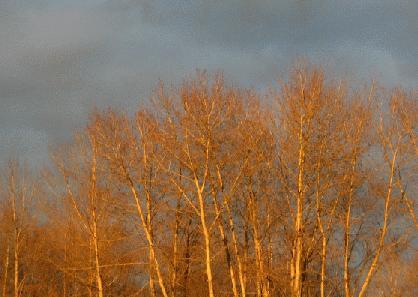 Sunny Winter Trees