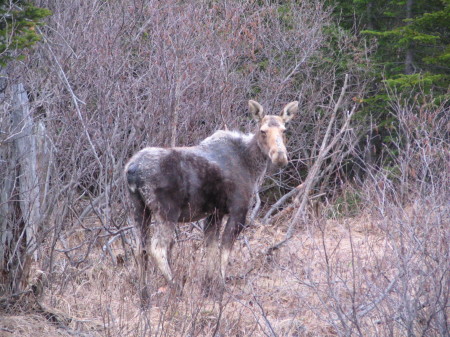 Bullwinkle without his antlers