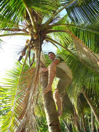 climbing for coconuts