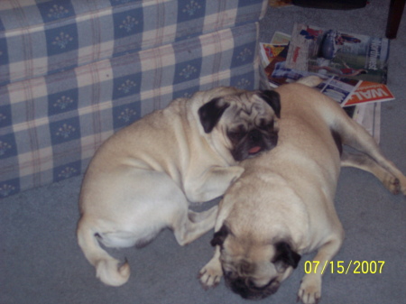 Pugsley and Rowdy